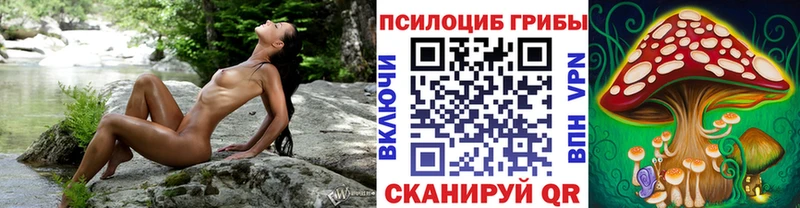 это Telegram  МЕГА ТОР  Шенкурск  сколько стоит  Галлюциногенные грибы Psilocybe 